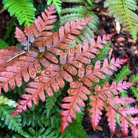 Japanese Rosy Buckler Fern/ Koidzuma's Wood Fern/  Dryopteris koidzumiana (jiffy plant) - Image 6