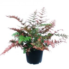 Japanese Rosy Buckler Fern/ Koidzuma’s Wood Fern/ Dryopteris koidzumiana (jiffy plant)