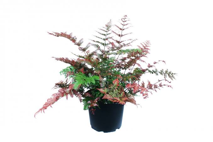 Japanese Rosy Buckler Fern/ Koidzuma's Wood Fern/  Dryopteris koidzumiana (jiffy plant) - Image 2