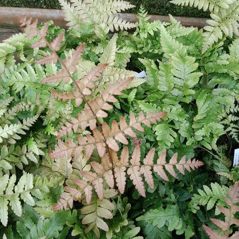 Japanese Rosy Buckler Fern/ Koidzuma's Wood Fern/  Dryopteris koidzumiana (jiffy plant) - Image 3