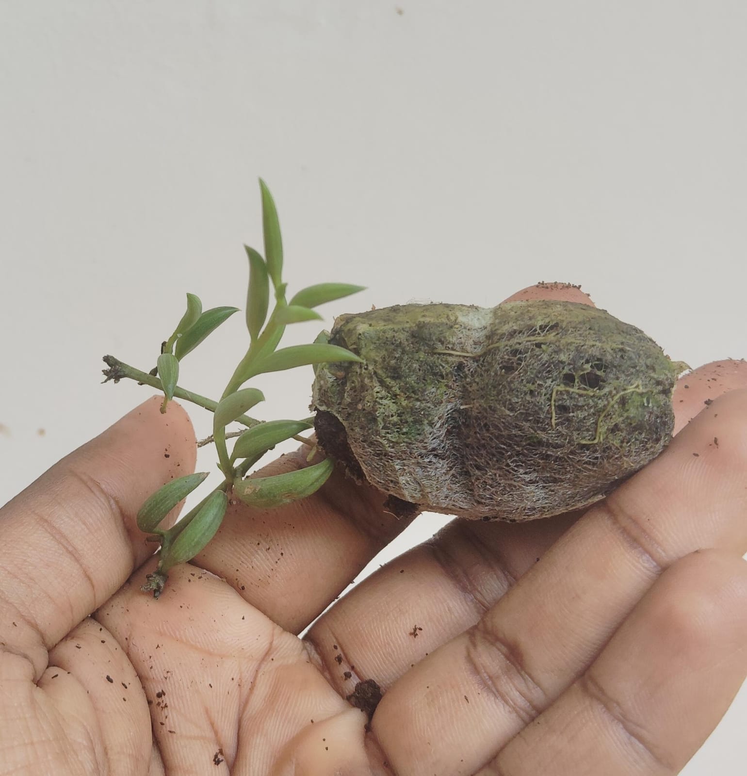 String of banana (jiffy sized plant) - Image 6