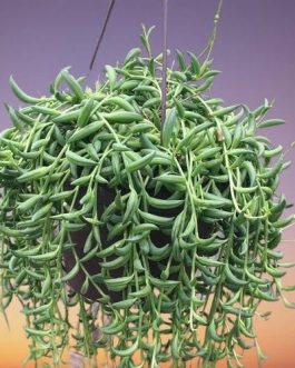 String of banana (jiffy sized plant)