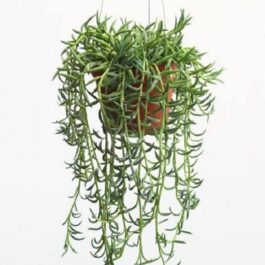 String of banana (jiffy sized plant)