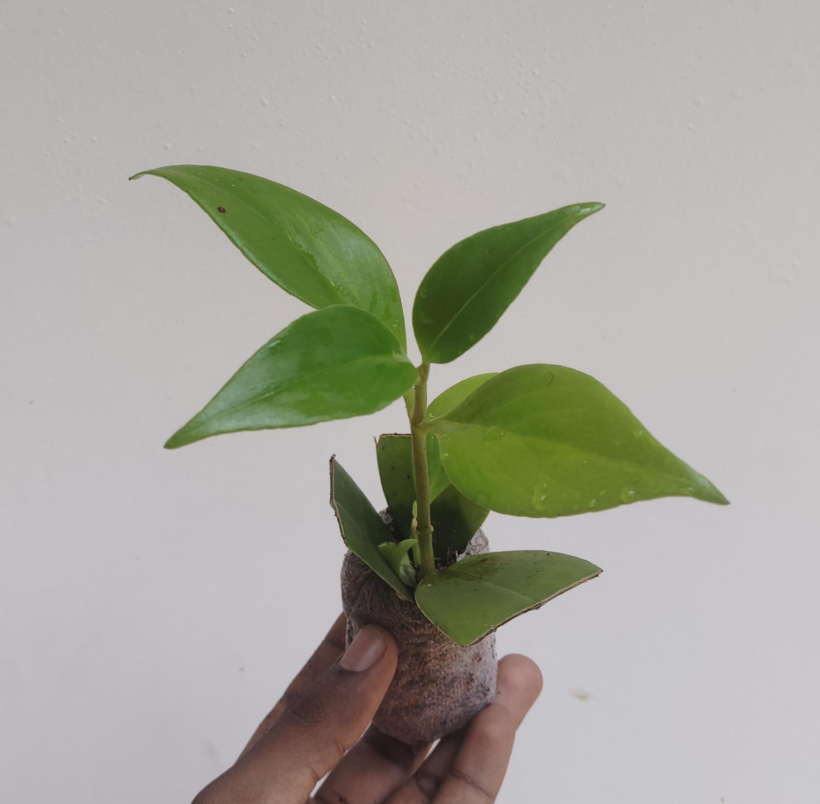 Lipstick fireworks (jiffy sized plant) - Image 5