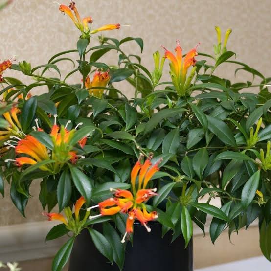 Lipstick fireworks (jiffy sized plant) - Image 3