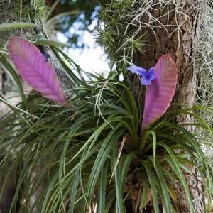 Tillandsia Pink Quill- air plant (single plant) - Image 4