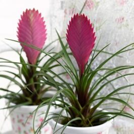 Tillandsia Pink Quill- air plant (single plant)