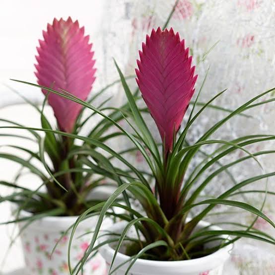 Tillandsia Pink Quill- air plant (single plant)