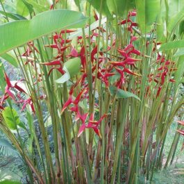 Heliconia Rauliniana (single plant)