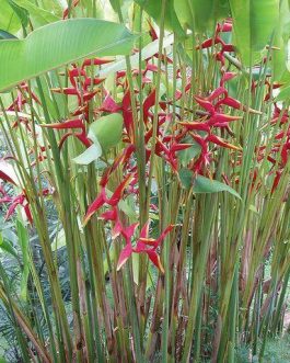 Heliconia Rauliniana (single plant)