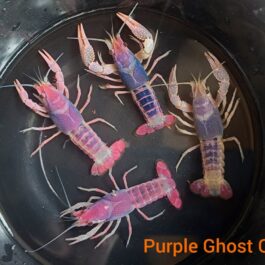 Purple Ghost cray fish large sized pair ( 2 to 2.5 inch sized)