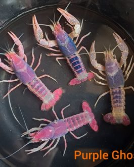 Purple Ghost cray fish large sized pair ( 2 to 2.5  inch sized)