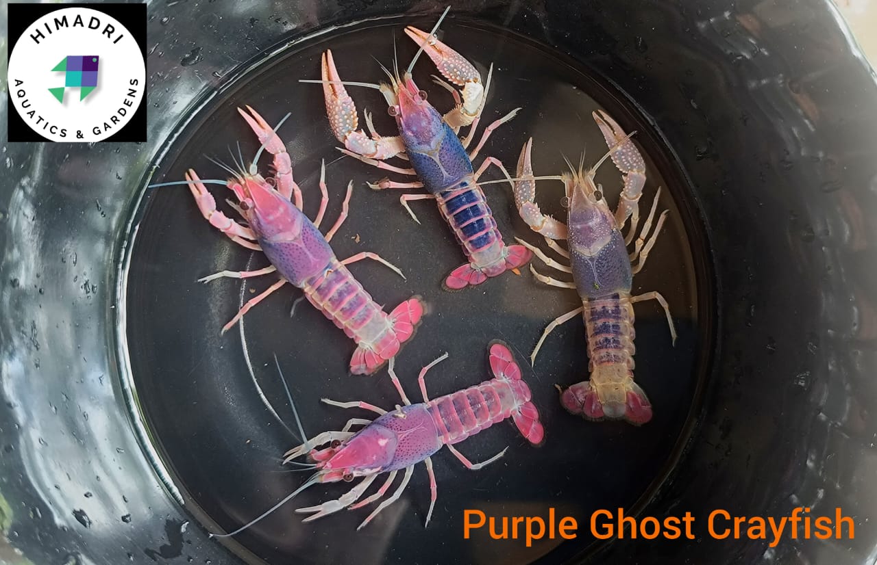Purple Ghost cray fish large sized pair ( 2 to 2.5  inch sized)
