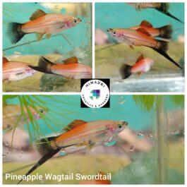 Exotic pineapple Swordtail large sized ( pair)