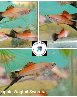 Exotic pineapple Swordtail  large sized ( pair)