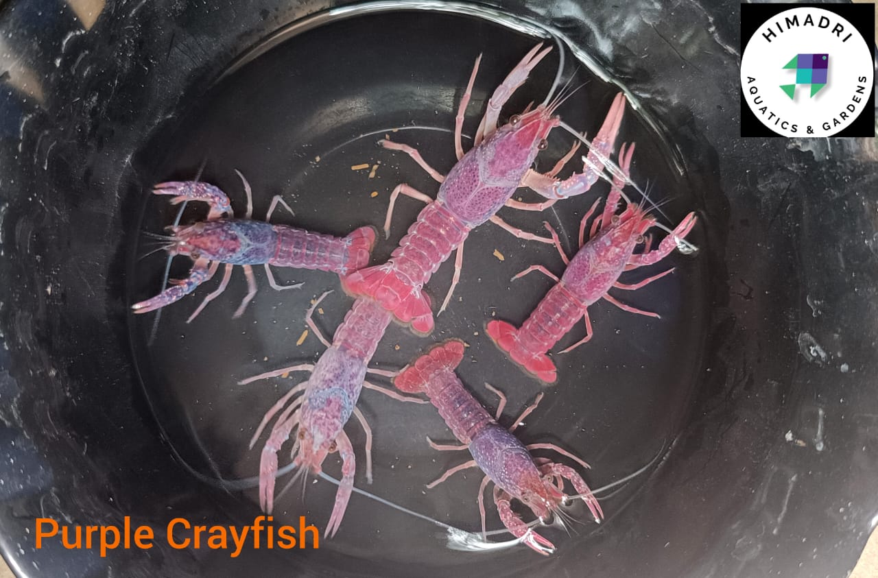 Purple cray fish large sized pair ( 2 to 2.5  inch sized) - Image 5