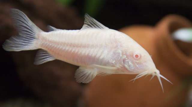 Albino corydora ( 6 pcs) - Image 3