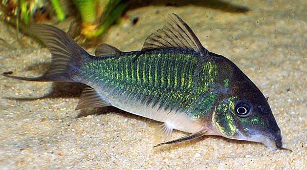 Green corydora ( 6 pcs) - Image 3