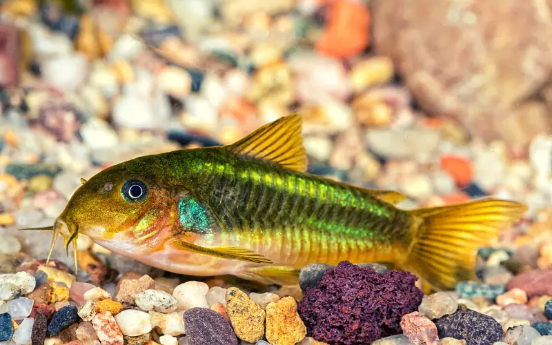 Green corydora ( 6 pcs) - Image 4