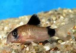 Panda corydora ( 6 pcs) - Image 7