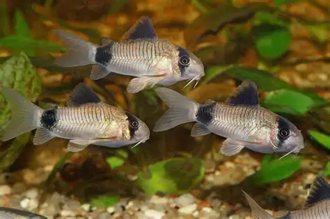Panda corydora ( 6 pcs) - Image 3