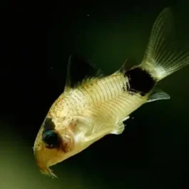 Panda corydora ( 6 pcs)