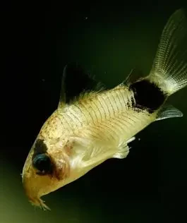 Panda corydora ( 6 pcs)