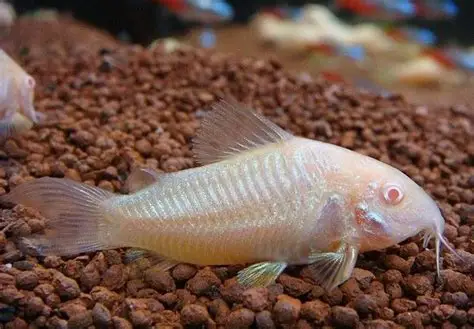 Albino corydora ( 6 pcs) - Image 4