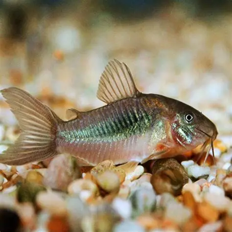 Bronze corydora ( 6 pcs) - Image 3