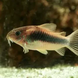 Bronze corydora ( 6 pcs)