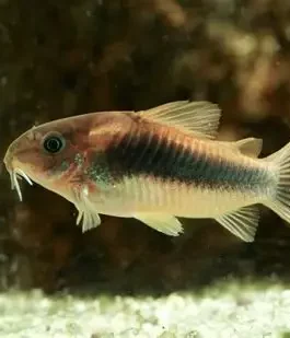 Bronze corydora ( 6 pcs)