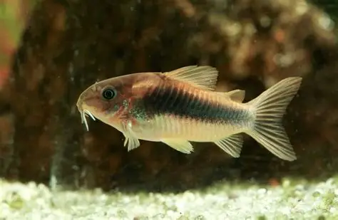 Bronze corydora ( 6 pcs)