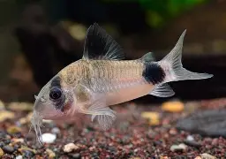 Panda corydora ( 6 pcs) - Image 8