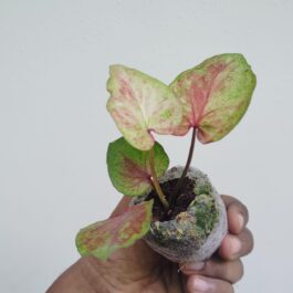 Caladium tricolor (jiffy sized)