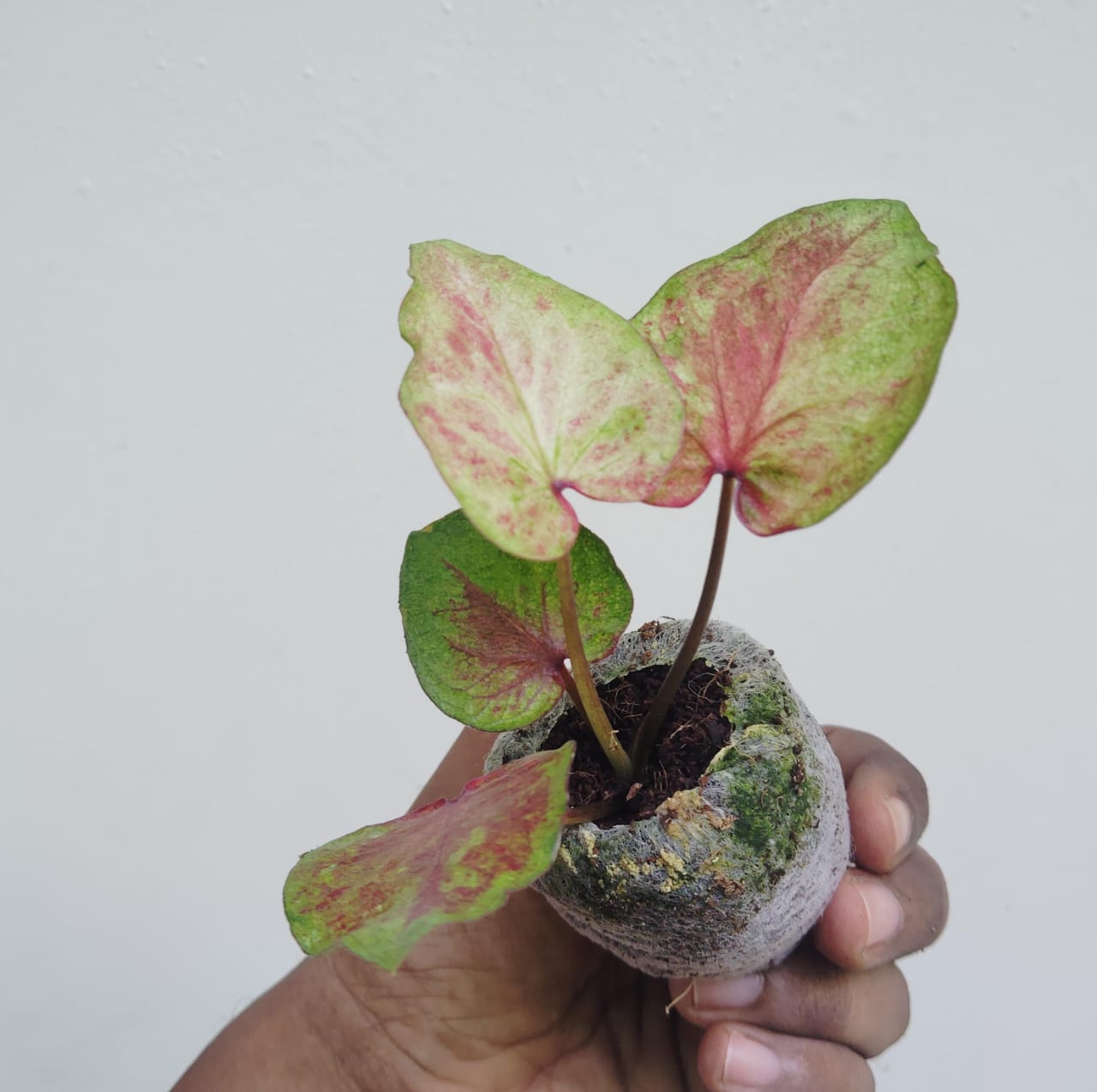 Caladium tricolor (jiffy sized) - Image 2
