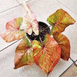 Caladium tricolor (jiffy sized)