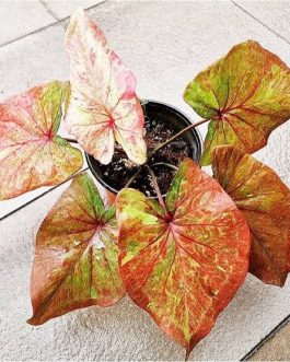 Caladium tricolor (jiffy sized)