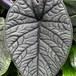 Alocasia melo (jiffy sized)