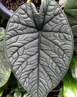 Alocasia melo (jiffy sized)