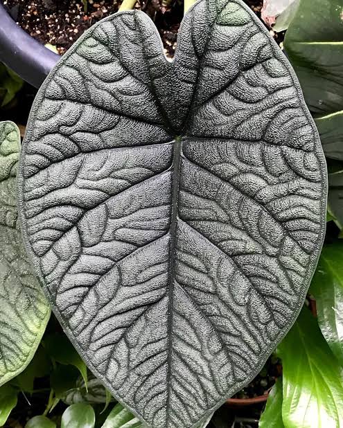 Alocasia melo (jiffy sized) - Image 2