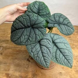 Alocasia melo (jiffy sized)