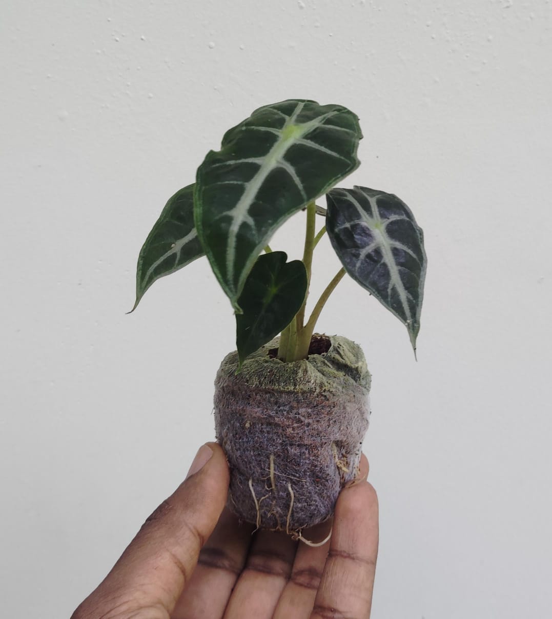 Alocasia Parasol (jiffy sized) - Image 5