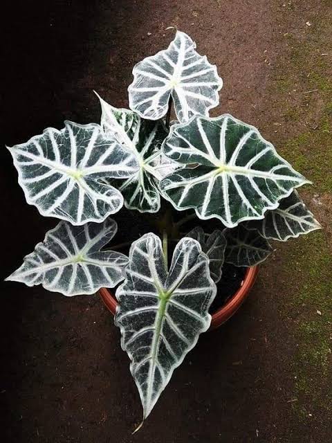 Alocasia Parasol (jiffy sized) - Image 4