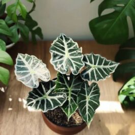 Alocasia Parasol (jiffy sized)
