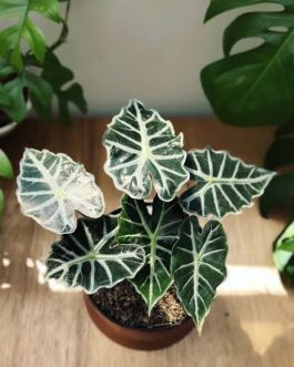 Alocasia Parasol (jiffy sized)