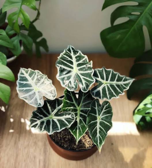 Alocasia Parasol (jiffy sized)
