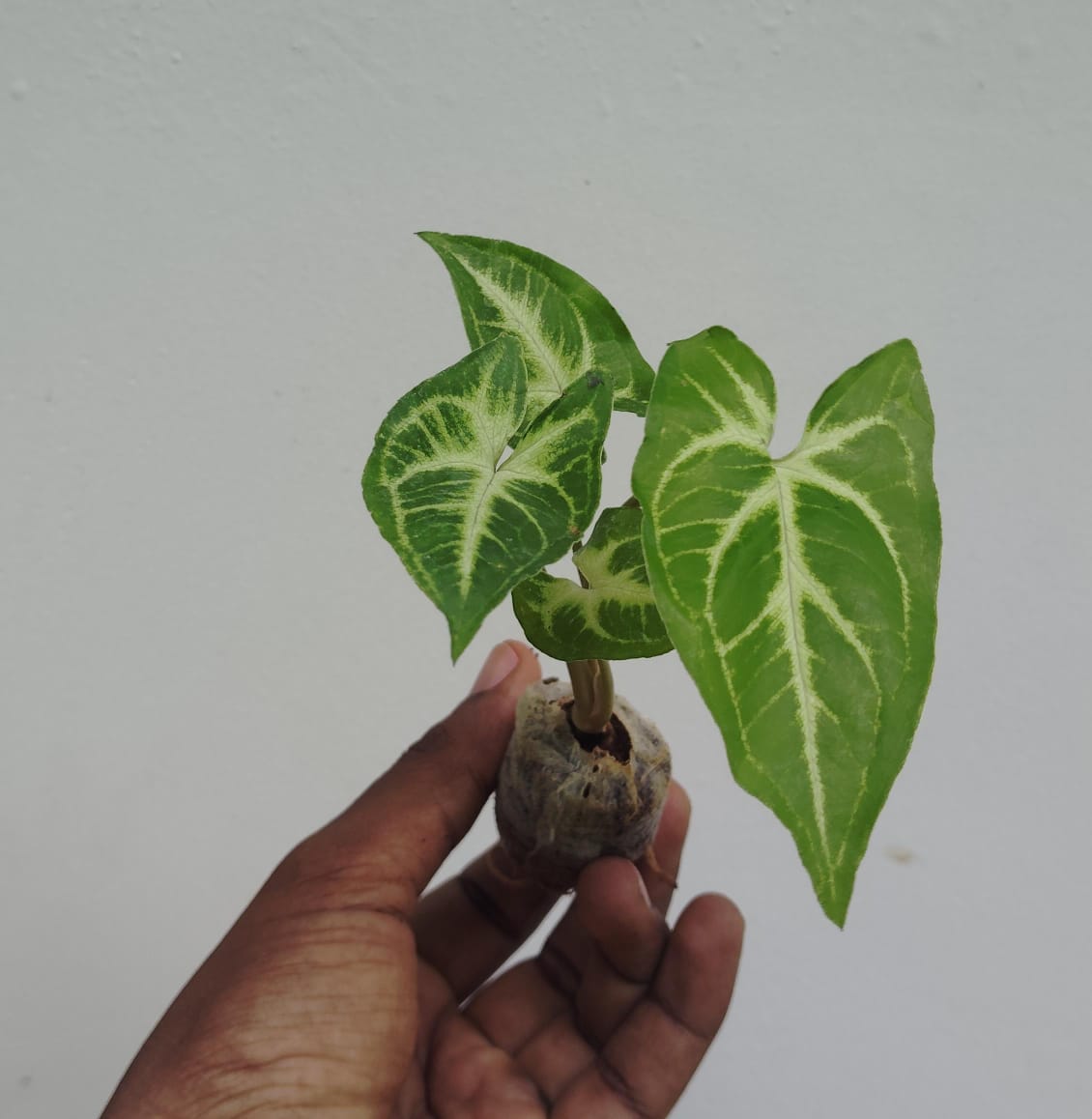Syngonium Reticulata (jiffy sized plant) - Image 4