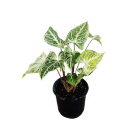 Syngonium Reticulata (jiffy sized plant)