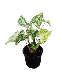 Syngonium Reticulata (jiffy sized plant)