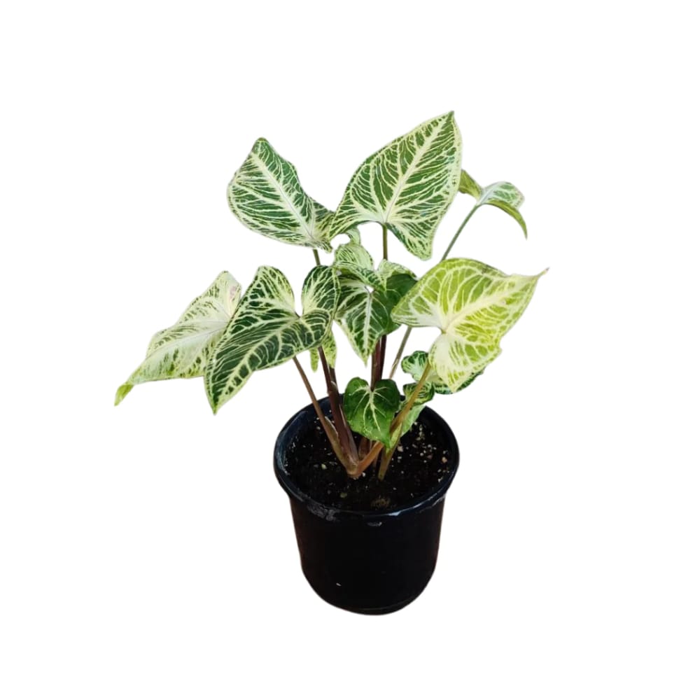 Syngonium Reticulata (jiffy sized plant) - Image 2